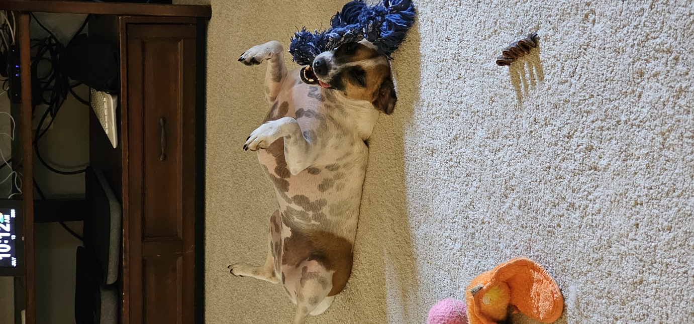 Trixie on her back with a blue rope toy