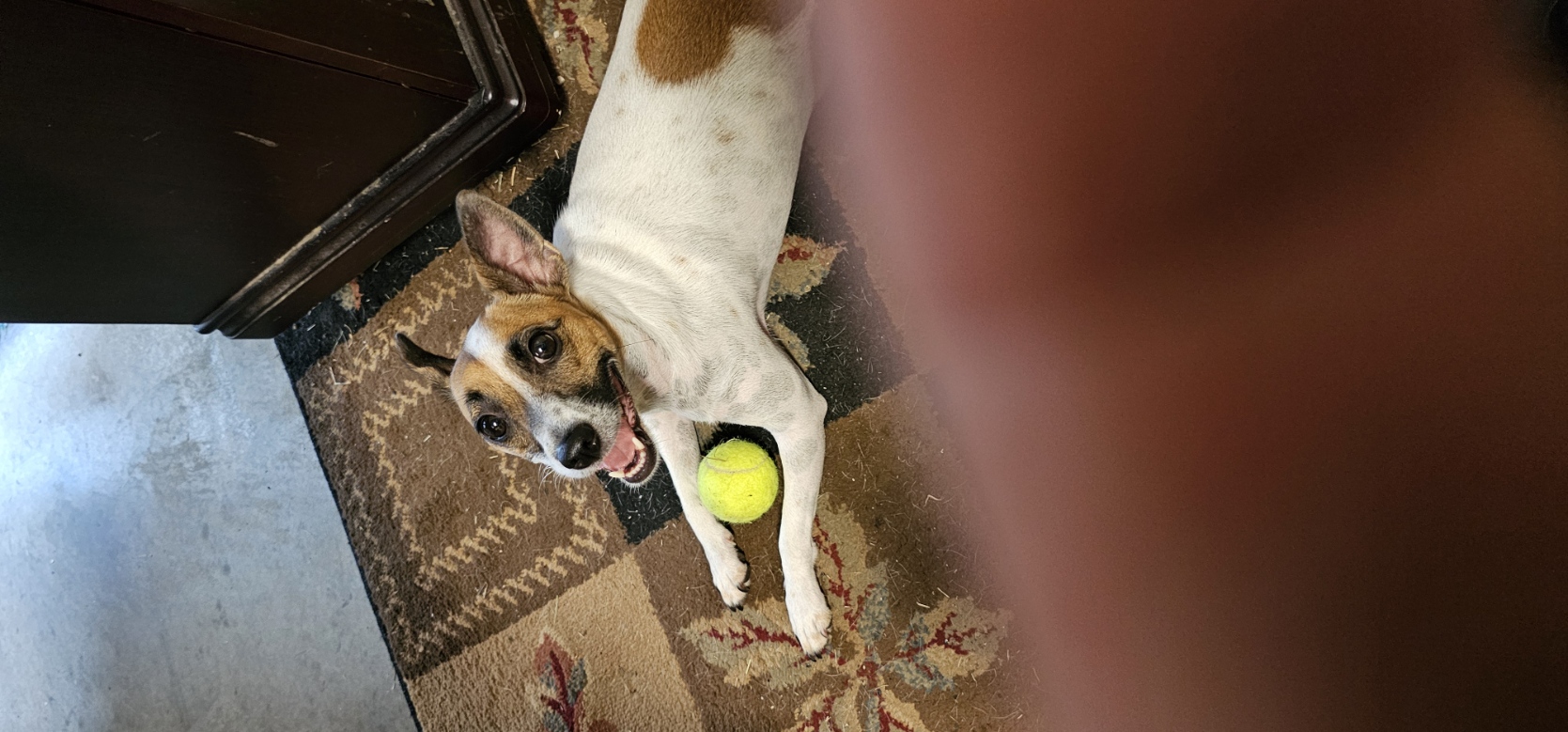 Trixie lying down with a tennis ball