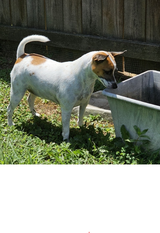 Cover art for Trixie Owns the Yard