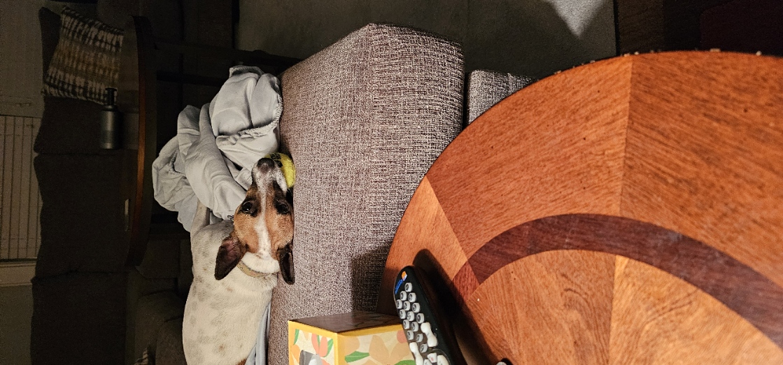 Trixie on the couch with a ball