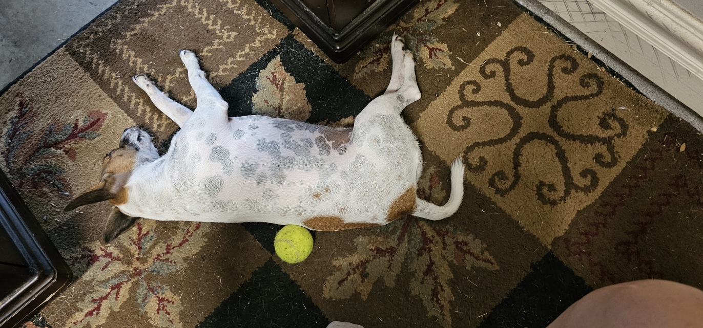 Trixie sleeping with a tennis ball