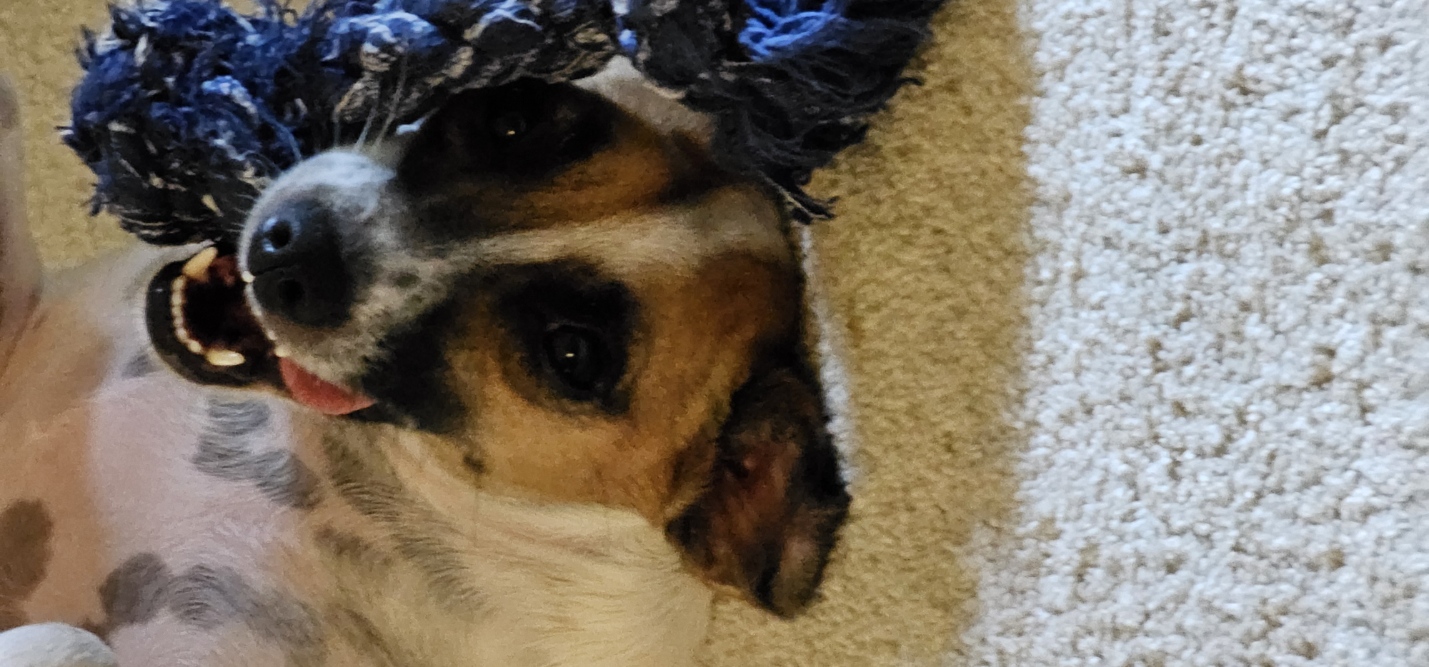 Trixie relaxing with her blue rope toy.