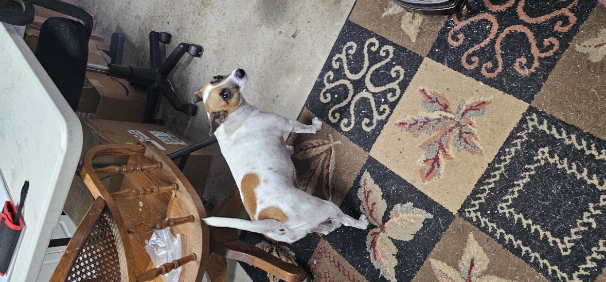Standing watch indoors with plenty of personality.