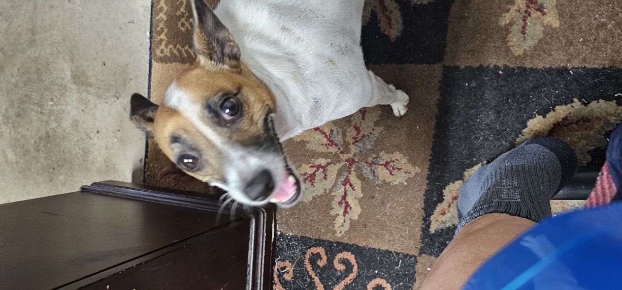 Happy, alert, and ready for attention.