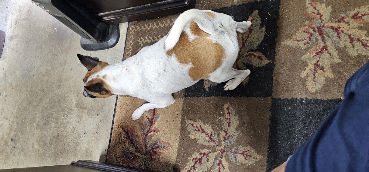 Trixie taking a quick look around.