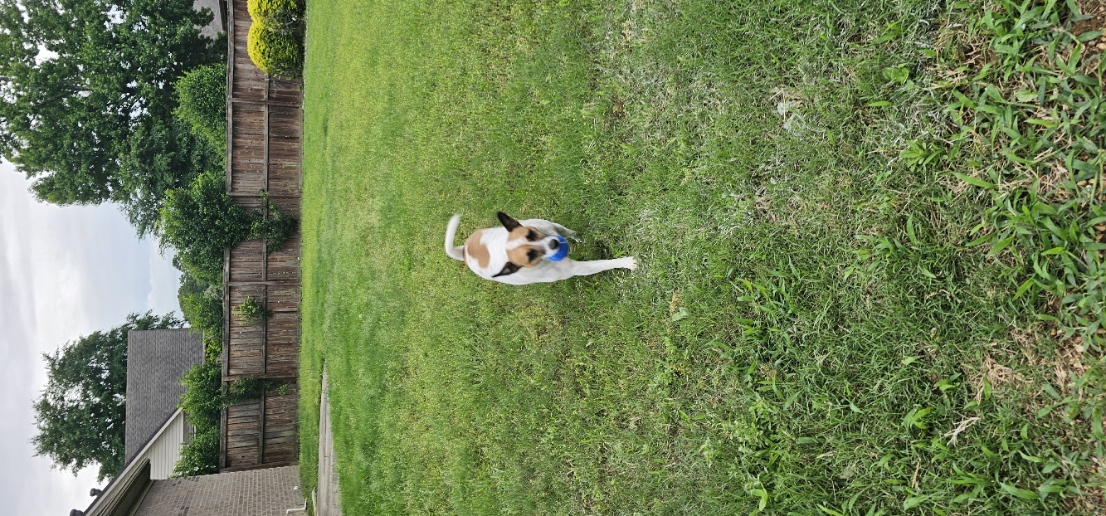Trixie enjoying the yard.