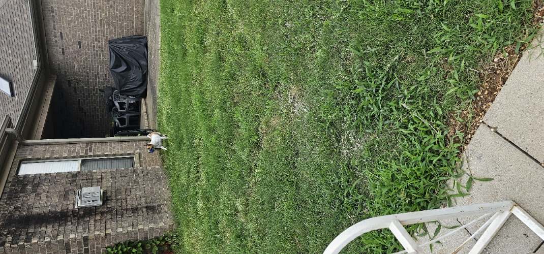 Exploring near the house.