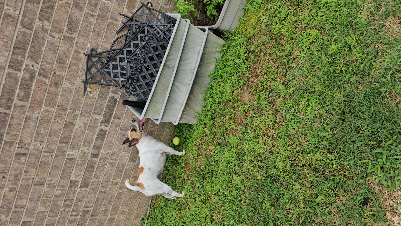 Patrolling the yard like it belongs to her.